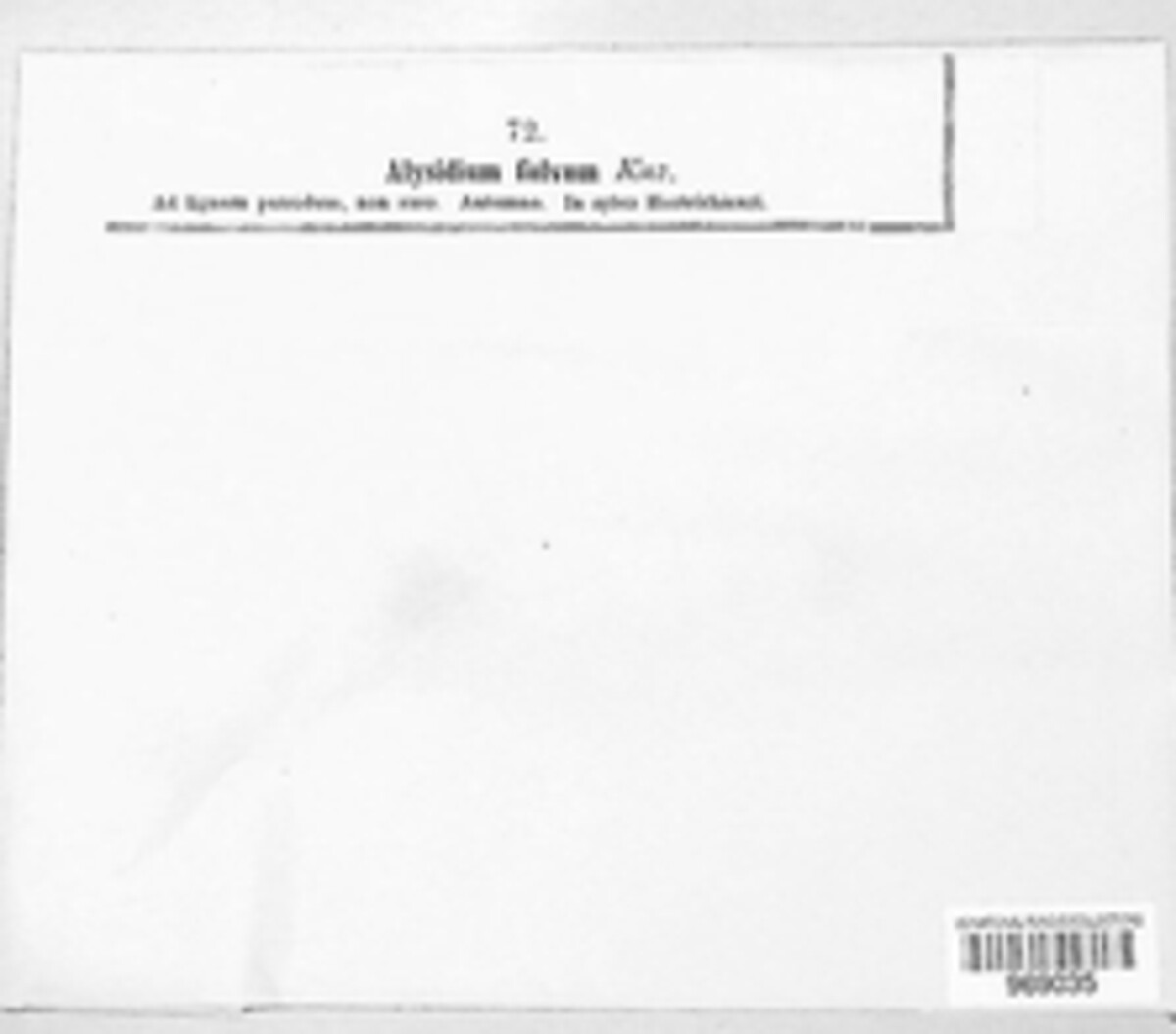Botryobasidium aureum image
